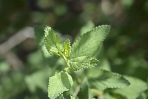 荆芥的种植时间在什么季节?需要哪些种植条件?