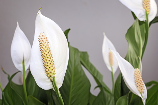 种植白鹤芋不开花是什么原因?